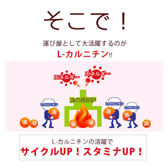 カルニチンの働き