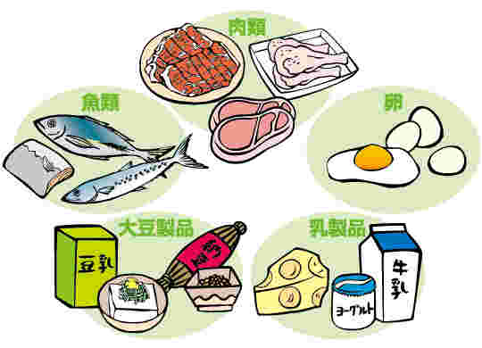 たんぱく質の画像
