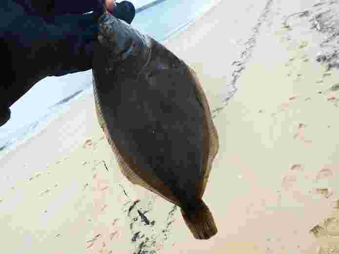 釣ったマコガレイ