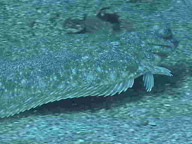 泳ぐマコガレイ