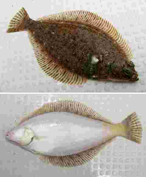 マコガレイとマガレイ