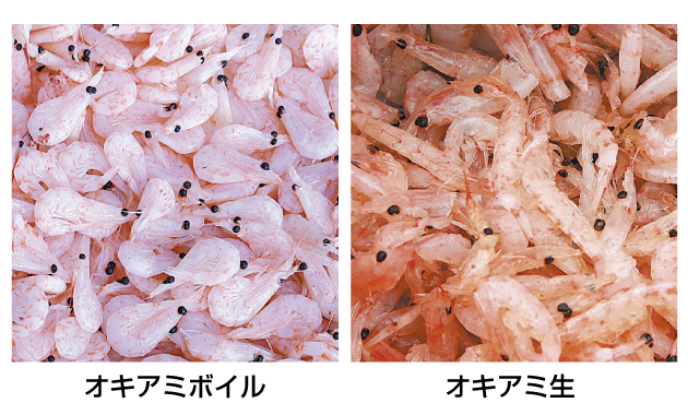 生のオキアミとボイルのオキアミ
