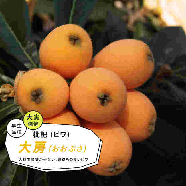 びわ大房