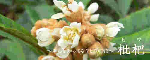 びわの花