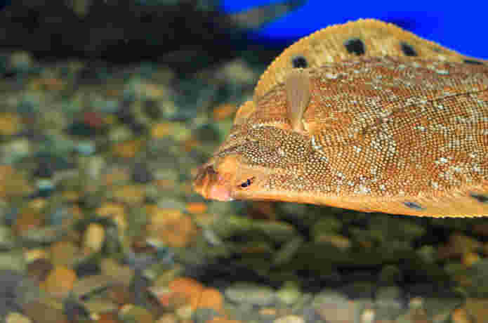 海の底の方を泳ぐホシガレイ