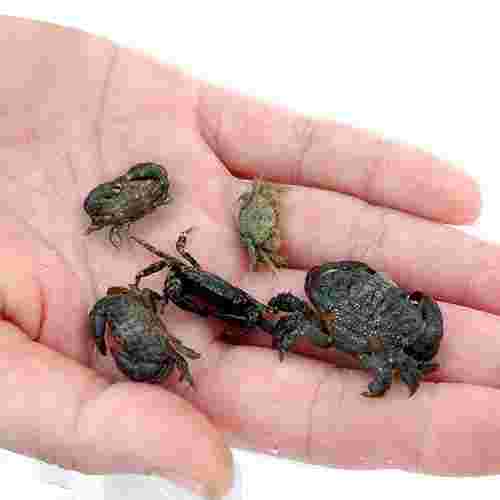 ホシガレイが好んで捕食する小型のカニ