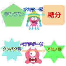 アミラーゼは糖質を分解する働き