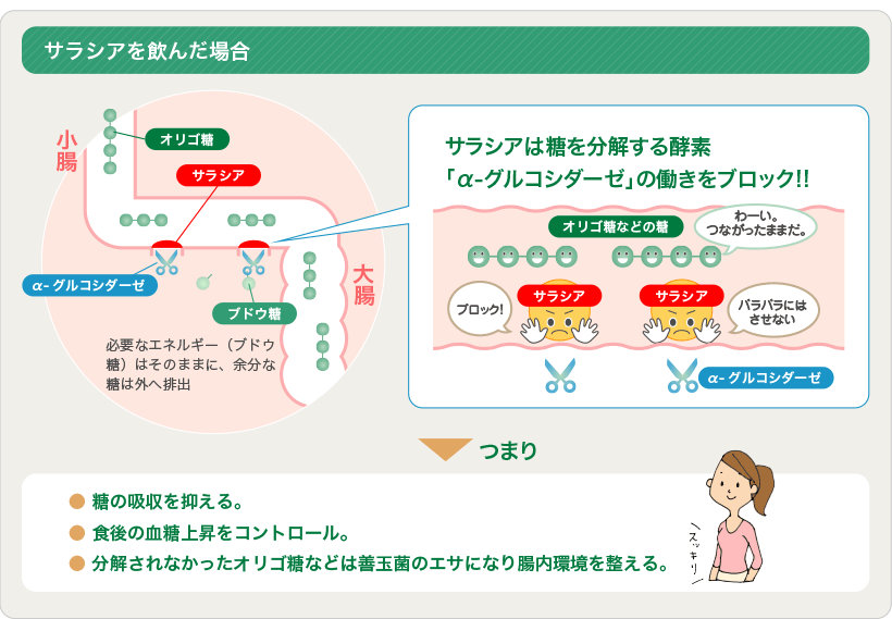 サラシア効果