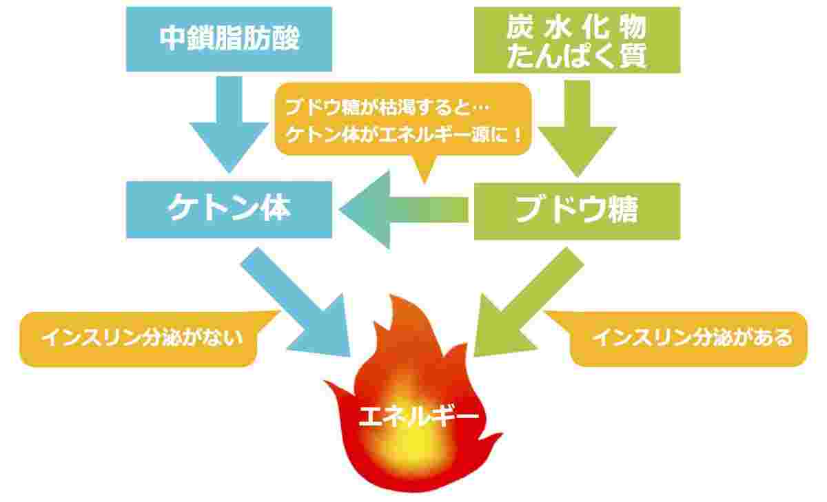 中鎖脂肪酸からケトン体が生成されてエネルギーに変わる図