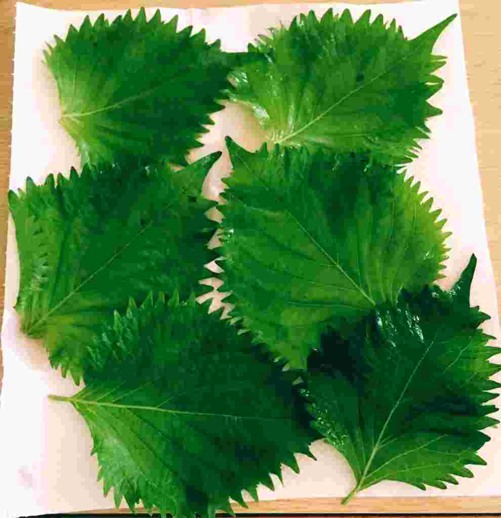 大葉をそのまま冷凍保存する