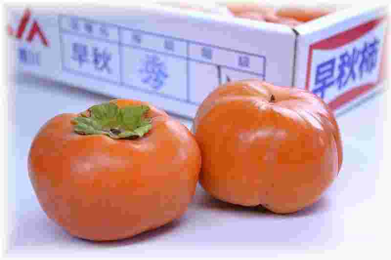 早秋柿