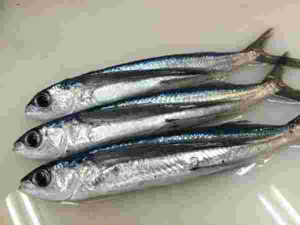 生のトビウオが並べてある様子