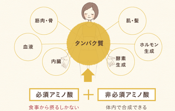 タンパク質の説明表