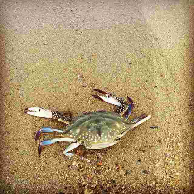 ガザミの獲れる旬の時期