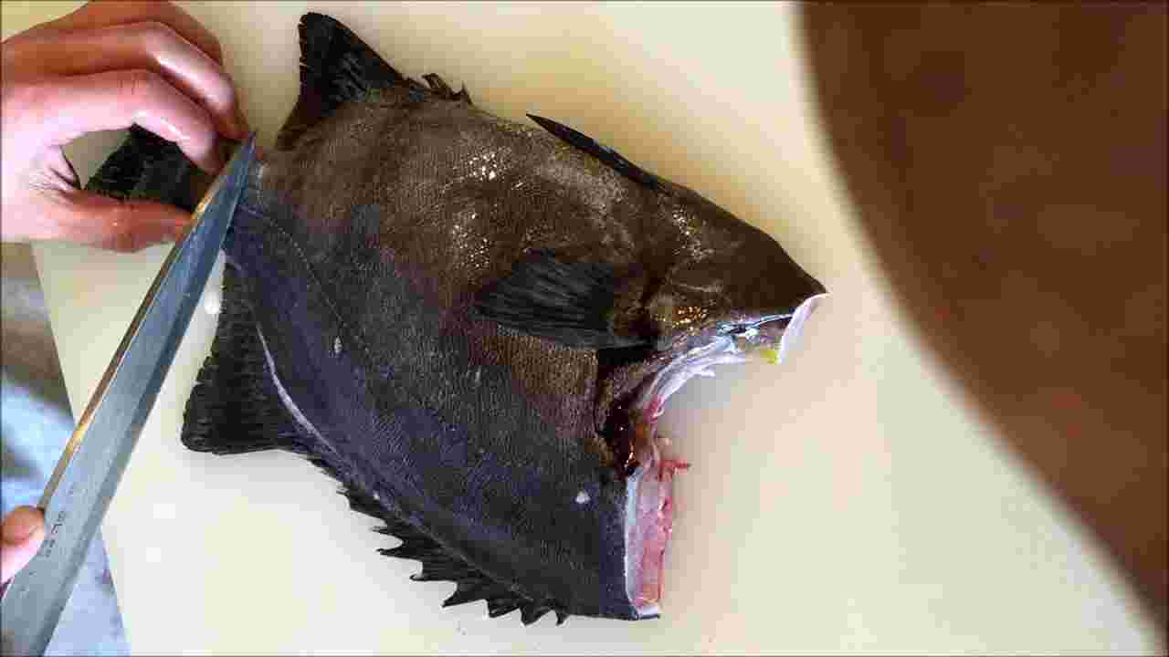 イシダイを3枚おろしにする途中