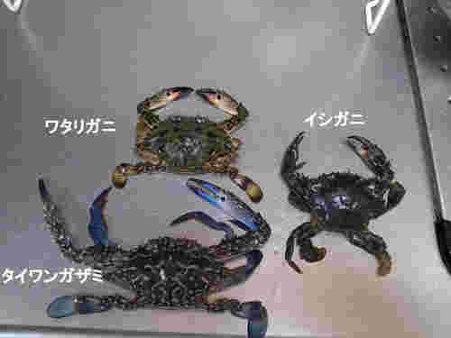 ワタリガニとイシガニの見分け方