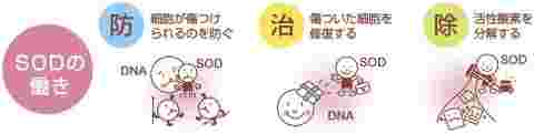 SOD酵素について