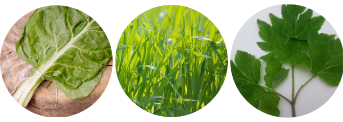 青汁の種類
