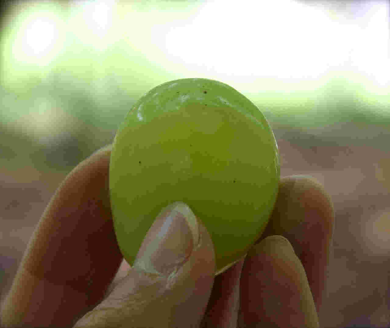 ぶどうの粒を手に持っている様子