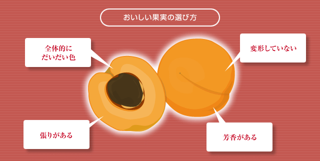 あんずの選び方
