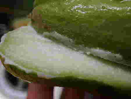 ハヤトウリから出る大量のアク