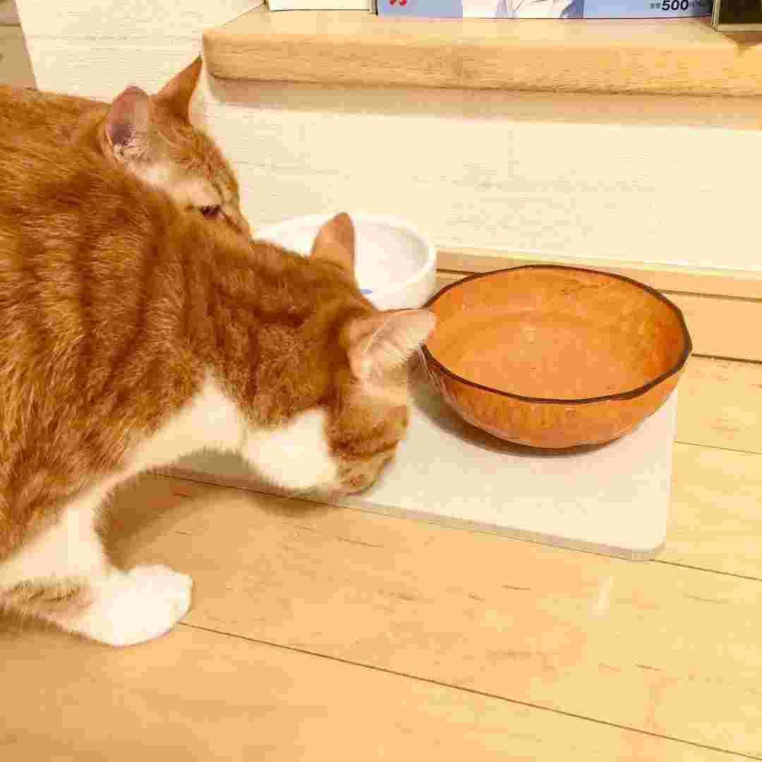 ネコと珪藻土マットと水受け