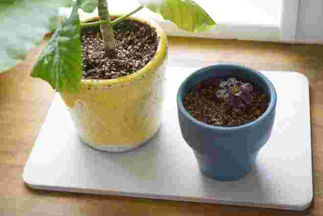 植木鉢の置かれた珪藻土マット