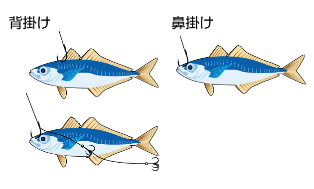 釣りの餌₋生き餌のつけ方