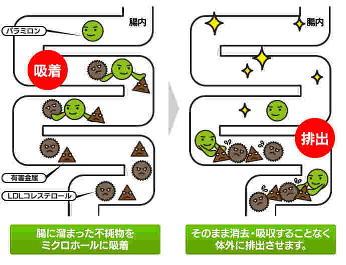 パラミノンの働きのイメージ図