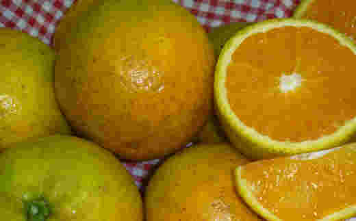 回青現象を起こした青々としたバレンシアオレンジ