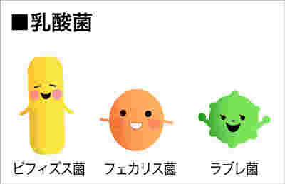 乳酸菌のイメージ