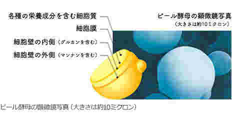 ビール酵母の顕微鏡写真