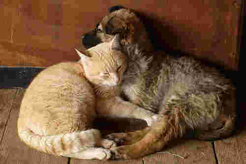 犬と猫