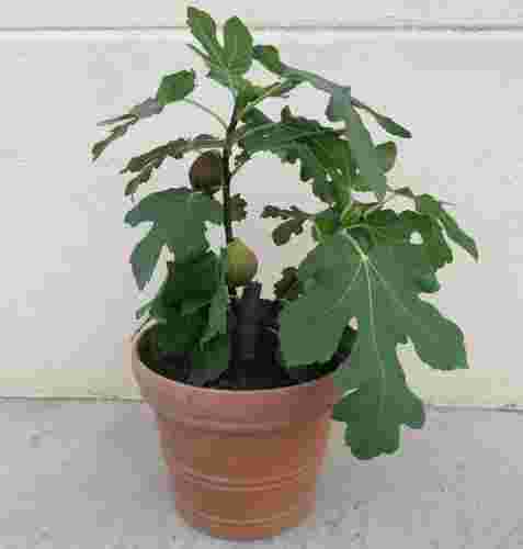 いちじくの鉢植え