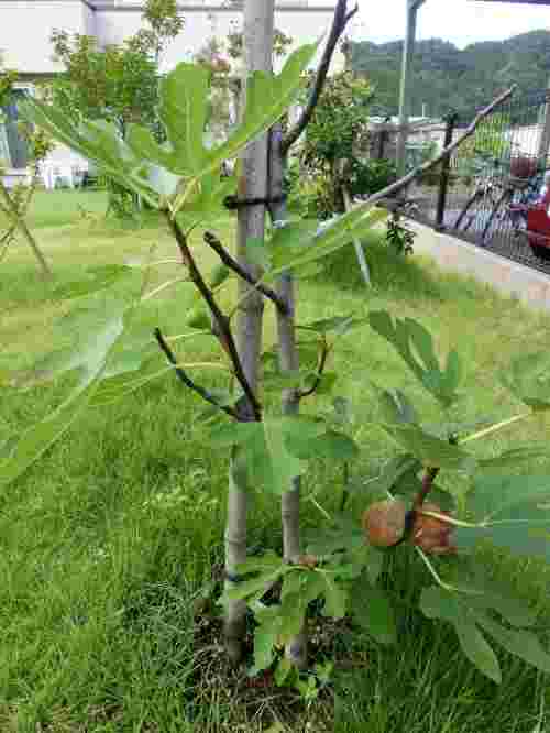 いちじくの露地植え