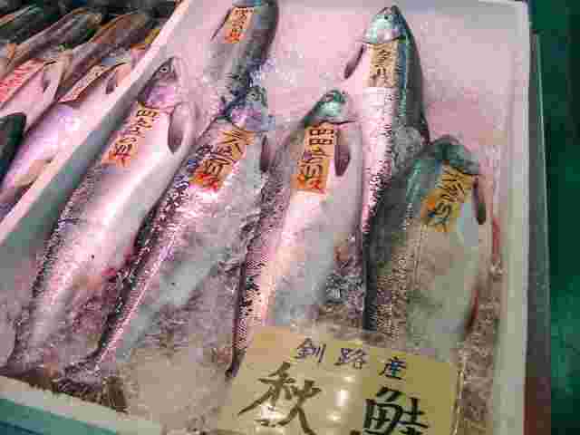 水揚げされた秋鮭