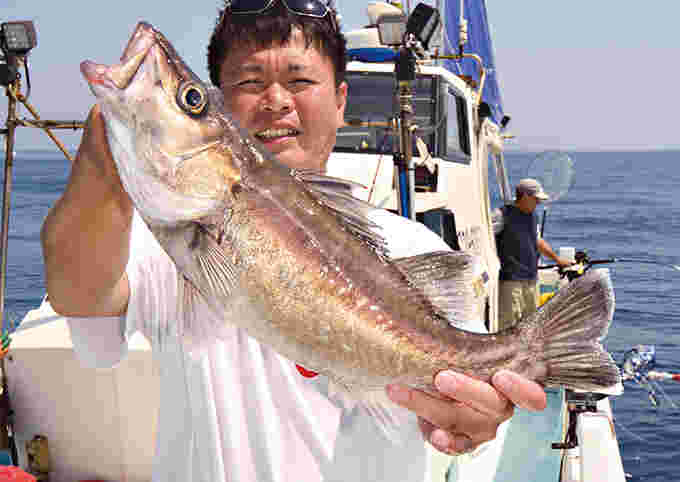 釣り上げたアラ