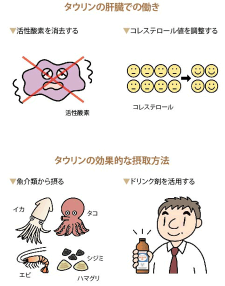 タウリンの肝臓での働きのイメージ図