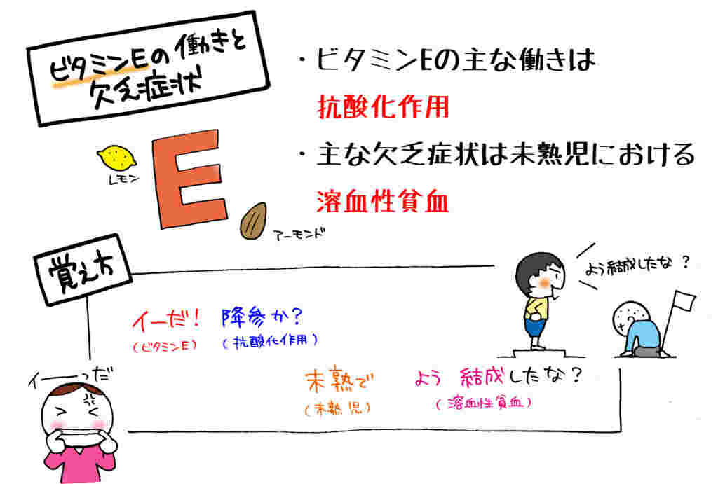 ビタミンEの主な働きのイメージ図