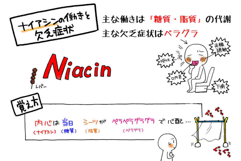ナイアシンの働きのイメージ図