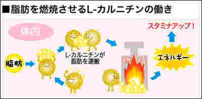 カルニチンの働き