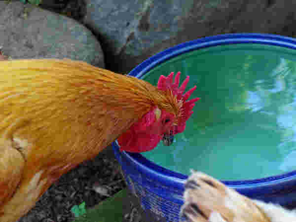鶏と水