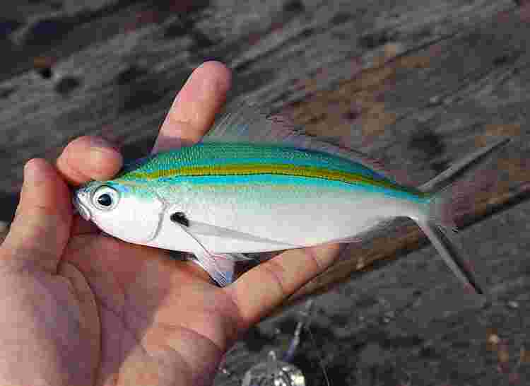 釣ったタカサゴ