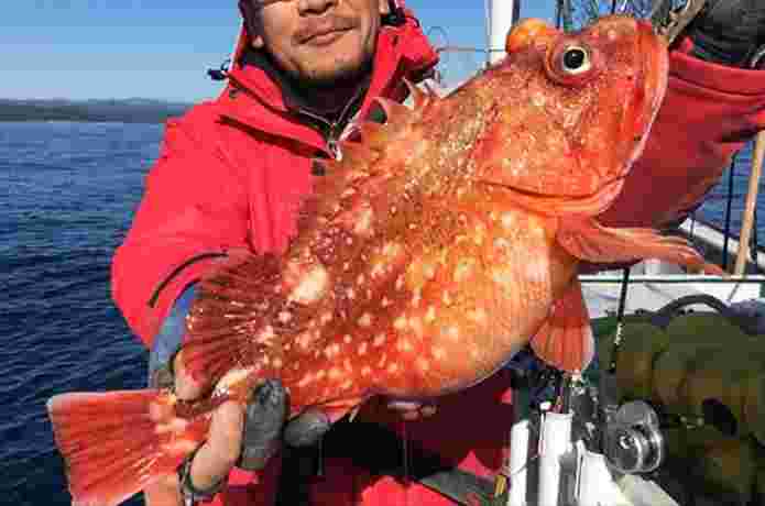 釣り上げられたウッカリカサゴ