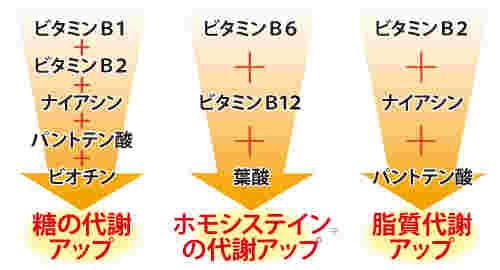 ビタミンB群の働き