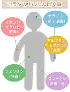 タンパク質の働き