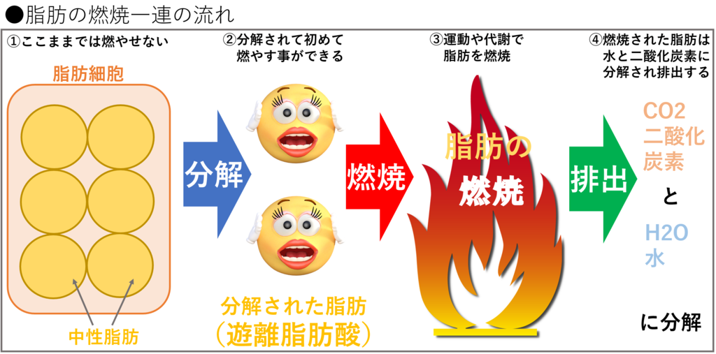 脂肪の燃焼は脂肪細胞を刺激し分離して起こりやすくなることの説明