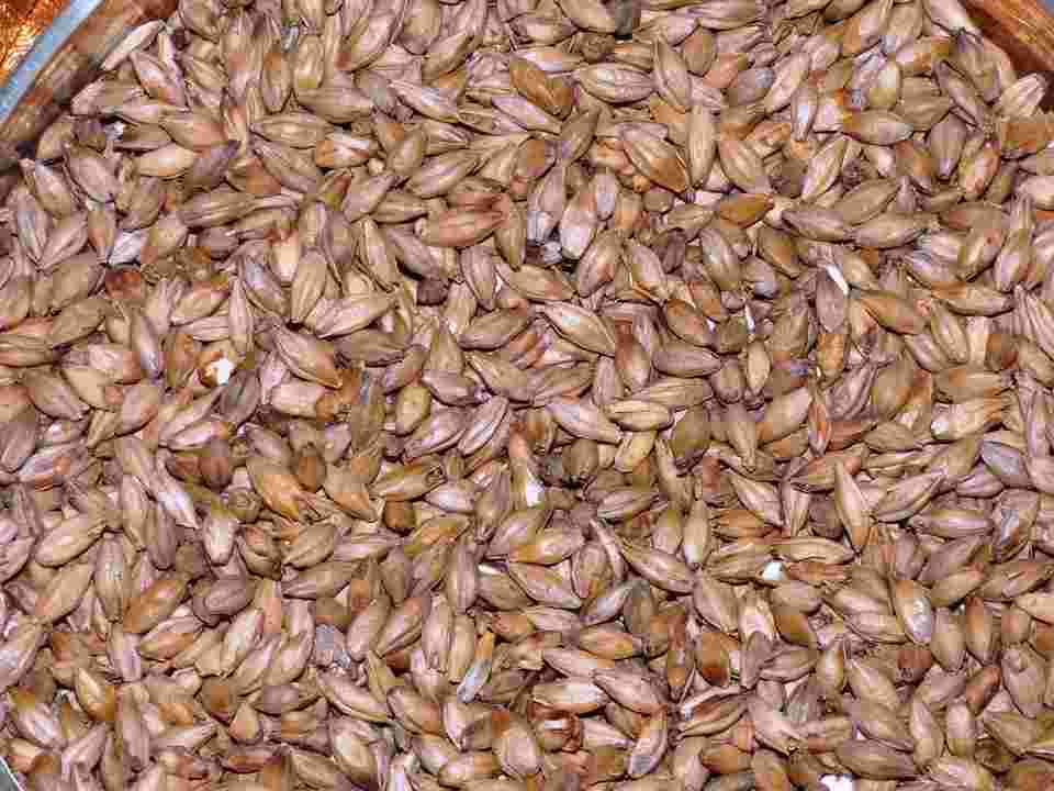 麦芽
