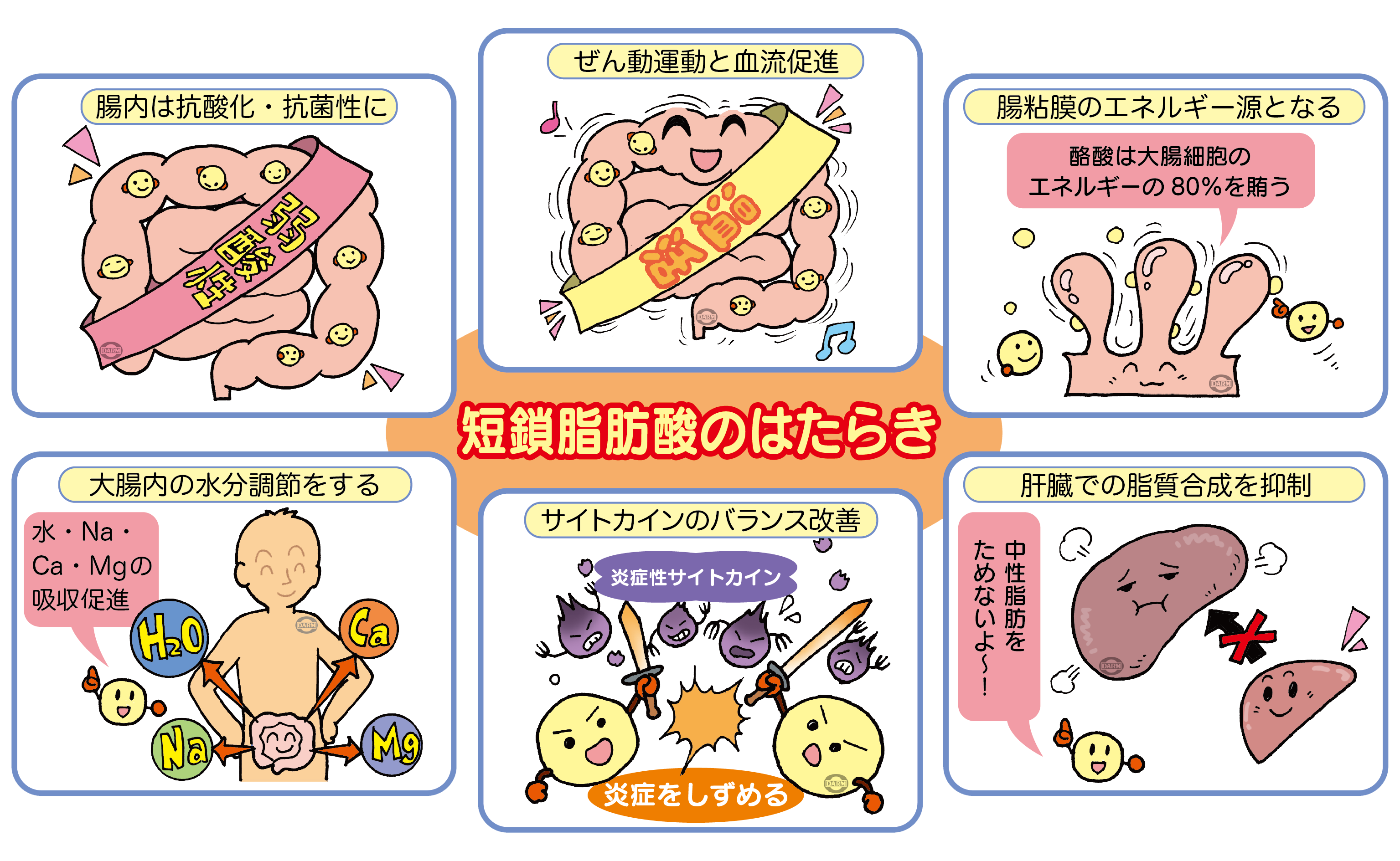 短鎖脂肪酸の働きのイラスト