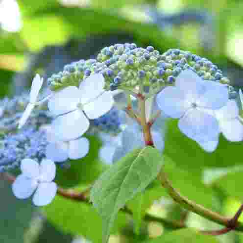 甘茶の花